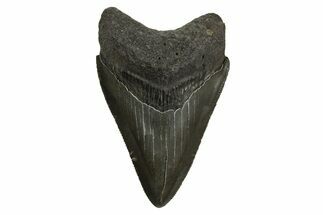 Serrated, Fossil Megalodon Tooth - South Carolina #310089