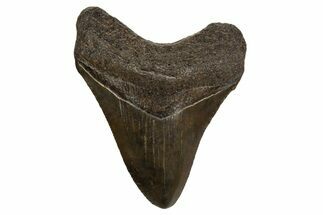 Juvenile Megalodon Tooth - South Carolina #310099