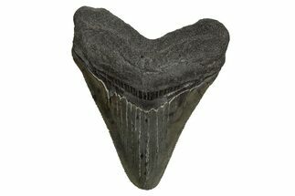 Serrated, Juvenile Megalodon Tooth - South Carolina #310102