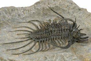 Trilobite Fossils For Sale