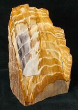 Free-Standing Petrified Wood (Conifer) - Sweet Home, OR #16916