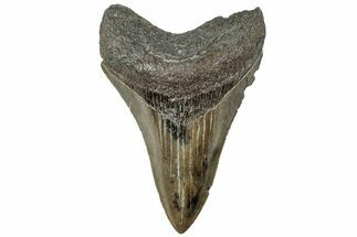 Serrated, Fossil Megalodon Tooth - South Carolina #310058