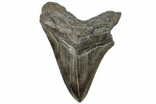 Serrated, Fossil Megalodon Tooth - South Carolina #310059