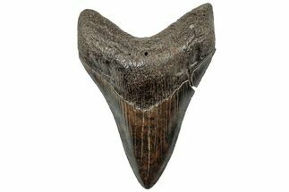 Serrated, Fossil Megalodon Tooth - South Carolina #310062