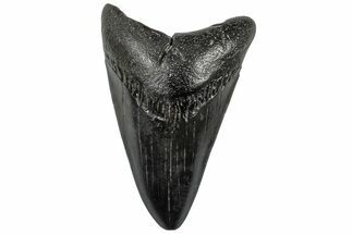 Fossil Megalodon Tooth - South Carolina #310066