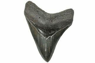 Serrated, Fossil Megalodon Tooth - South Carolina #310070