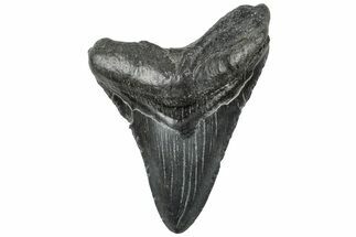 Fossil Megalodon Tooth - South Carolina #310077