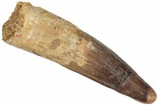 Fossil Spinosaurus Tooth - Real Dinosaur Tooth #310159