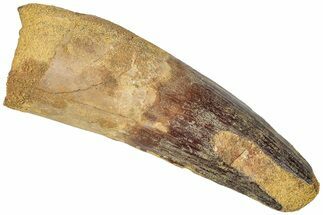 Fossil Spinosaurus Tooth - Real Dinosaur Tooth #310164