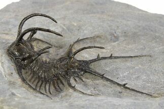 Spiny Ceratarges Trilobite - Zireg, Morocco #310134