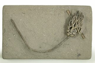 Fossil Crinoid (Cyathocrinites) - Crawfordsville, Indiana #310208