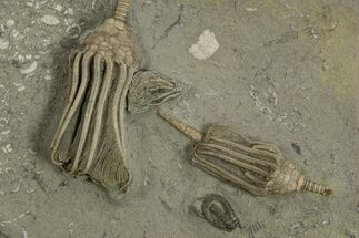 Fossil Crinoid Plate (Two Species) with Starfish - Indiana #310214