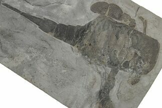 Eurypterus (Sea Scorpion) Fossil - New York #310221