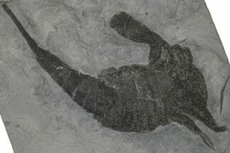 Eurypterus (Sea Scorpion) Fossil - New York #310223