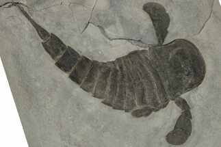 Eurypterus (Sea Scorpion) Fossil - New York #310227