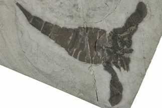 Eurypterus (Sea Scorpion) Fossil - New York #310229