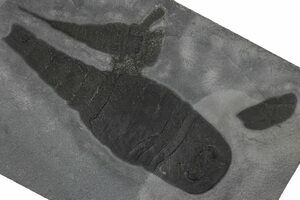 Huge Greenops Widderensis From Arkona (#4682) For Sale - FossilEra.com