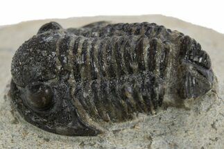 Detailed Gerastos Trilobite Fossil - Morocco #310270