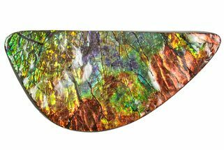 Iridescent Ammolite (Fossil Ammonite Shell) - Rainbow Colored #310313