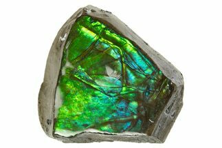 Iridescent Ammolite (Fossil Ammonite Shell) - Vibrant Green/Blue #310339