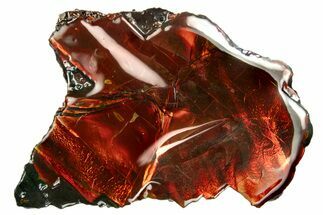 Iridescent Ammolite (Fossil Ammonite Shell) - Fiery Red #310352