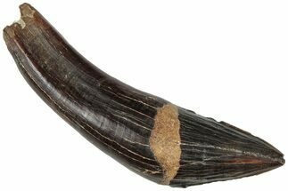 Rare, Fossil Basilosaurus Incisor Tooth - South Carolina #310435