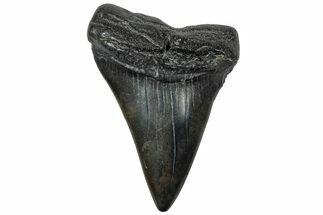 Fossil Broad-Toothed Mako Tooth - South Carolina #310441