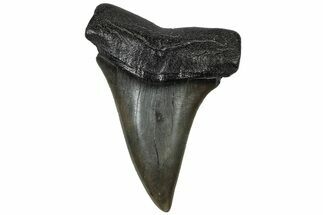 Fossil Broad-Toothed Mako Tooth - South Carolina #310447