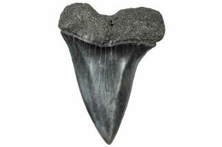 Fossil Broad-Toothed Mako Tooth - South Carolina #310449