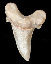 Fossil Auriculatus Shark Tooth - Dakhla, Morocco #16938