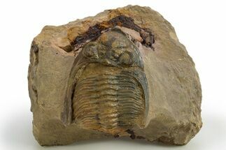 Bargain, Zlichovaspis Trilobite - Atchana, Morocco #310526