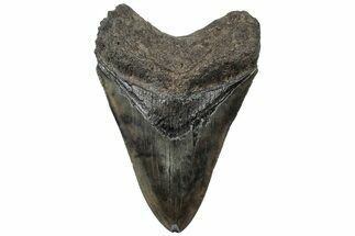 Serrated, Fossil Megalodon Tooth - South Carolina #310412