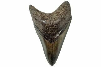 Colorful, Fossil Megalodon Tooth - South Carolina #310418