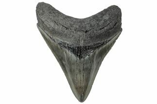 Serrated, Fossil Megalodon Tooth - South Carolina #310422