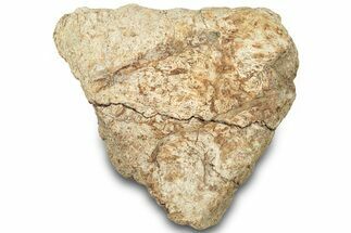 Dinosaur (Triceratops) Frill Shield Section - Montana #310549