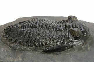 Prone Hollardops Trilobite Fossil - Ofaten, Morocco #310571