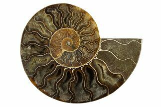 Cut & Polished Ammonite Fossil (Half) - Crystal Pockets #310586