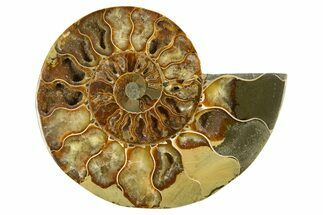 Cut & Polished Ammonite Fossil (Half) - Crystal Pockets #310590