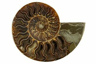 Cut & Polished Ammonite Fossil (Half) - Crystal Pockets #310594