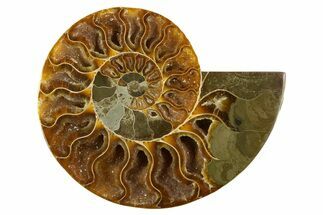 Cut & Polished Ammonite Fossil (Half) - Crystal Pockets #310598