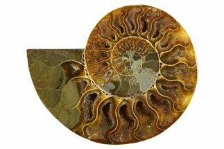 Cut & Polished Ammonite Fossil (Half) - Crystal Pockets #310599