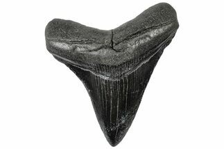 Juvenile Megalodon Tooth - South Carolina #310465