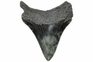 Serrated, Juvenile Megalodon Tooth - South Carolina #310477