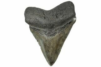 Serrated, Juvenile Megalodon Tooth - South Carolina #310478