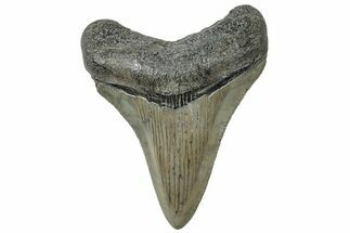 Serrated, Juvenile Megalodon Tooth - South Carolina #310479