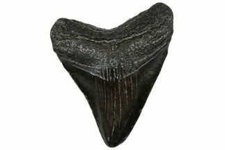 Juvenile Megalodon Tooth - South Carolina #310496