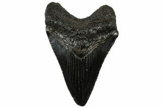 Serrated, Juvenile Megalodon Tooth - South Carolina #310499