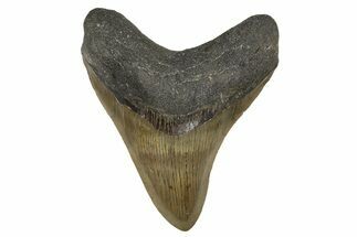 Serrated, Fossil Megalodon Tooth - North Carolina #308569