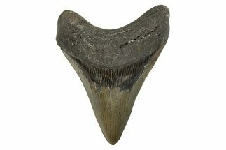 Serrated, Fossil Megalodon Tooth - North Carolina #308570