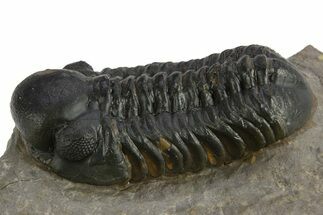 Reedops Trilobite - Atchana, Morocco #310637